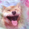 蛋蛋